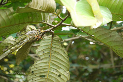 Myristica fatua var. magnifica